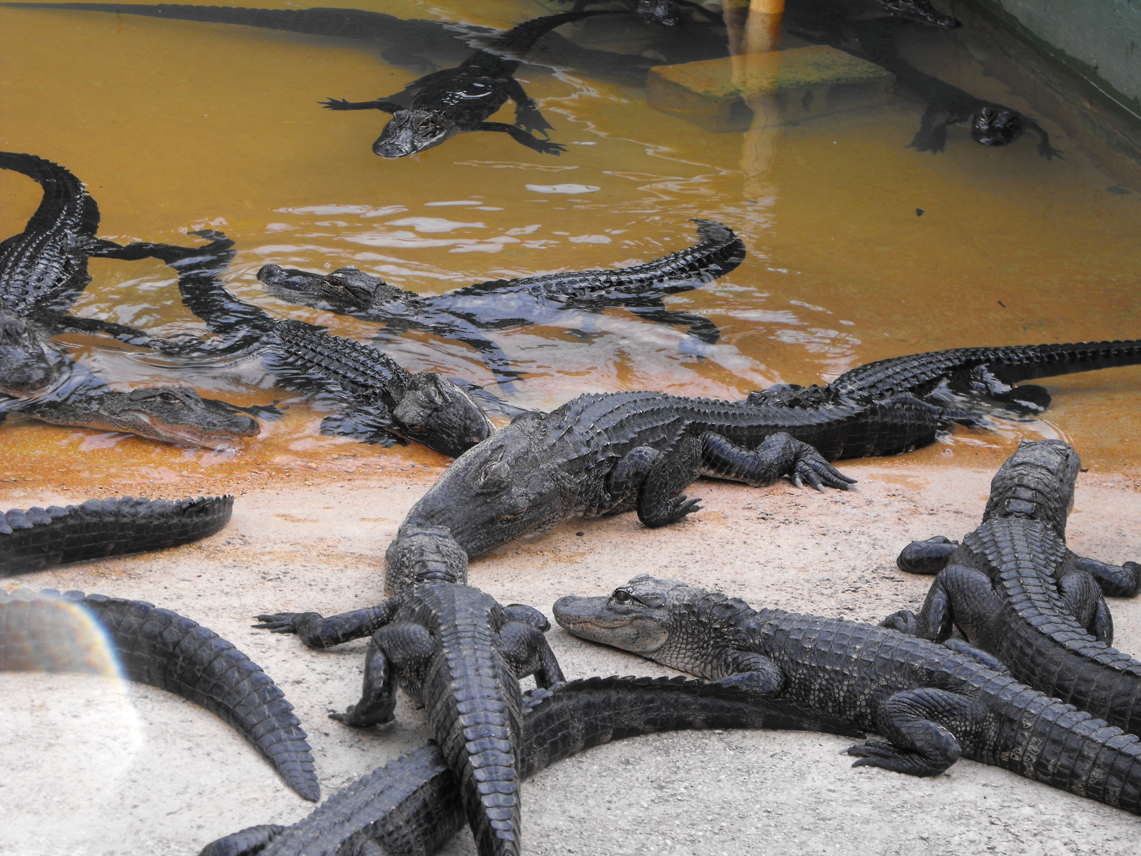 ./2012/Christmas/Aligator Farm/DSCF4290.JPG